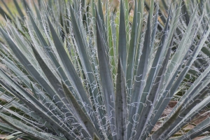 Yucca 'Excalibur'